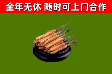 大名县回收冬虫夏草
